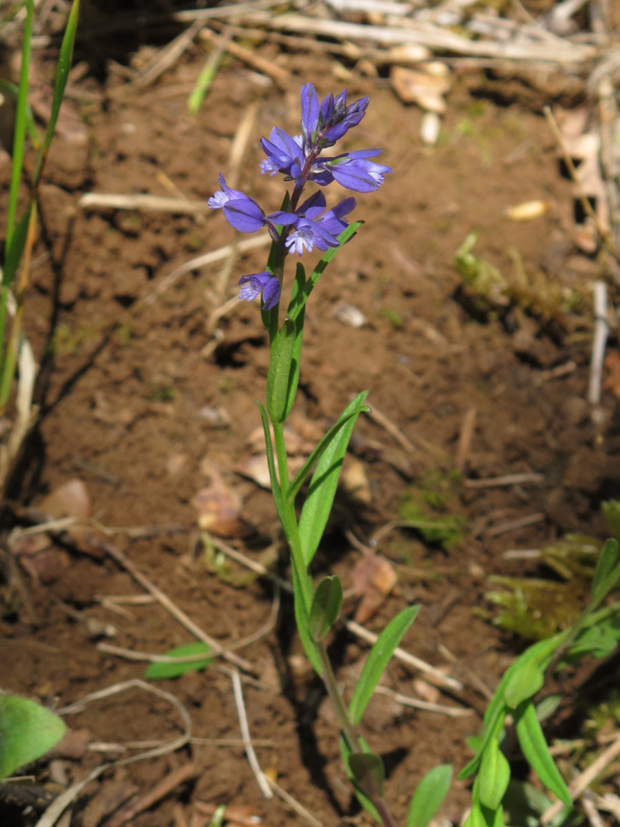 Polygala vulgaris